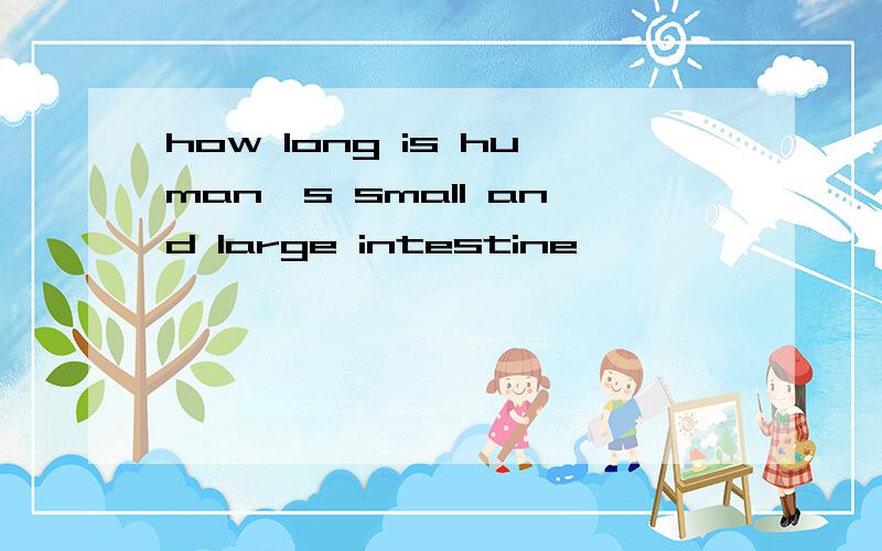how long is human's small and large intestine