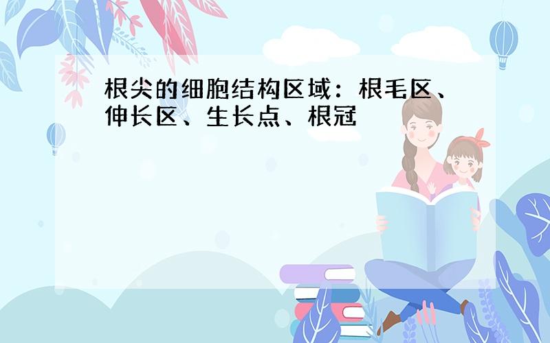 根尖的细胞结构区域：根毛区、伸长区、生长点、根冠