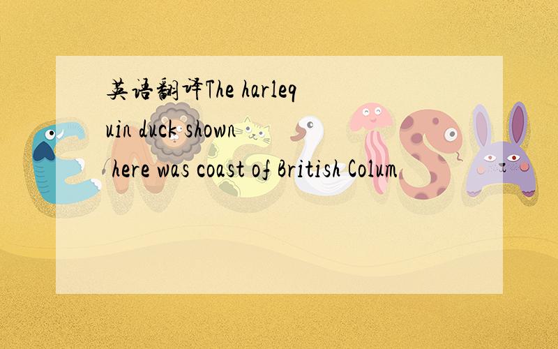 英语翻译The harlequin duck shown here was coast of British Colum